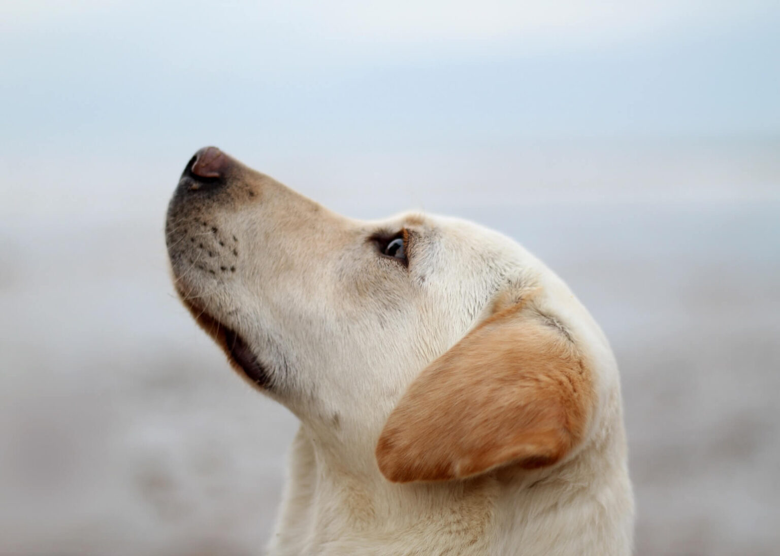 Are Labradors Good With Kids? Why Labs Make the Best Family Dogs Labrador Wise