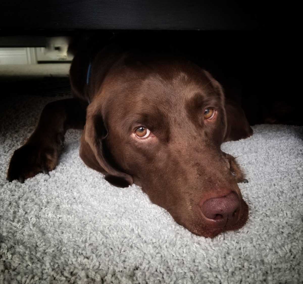 5 Reasons Why Dogs Sleep Under the Bed Labrador Wise