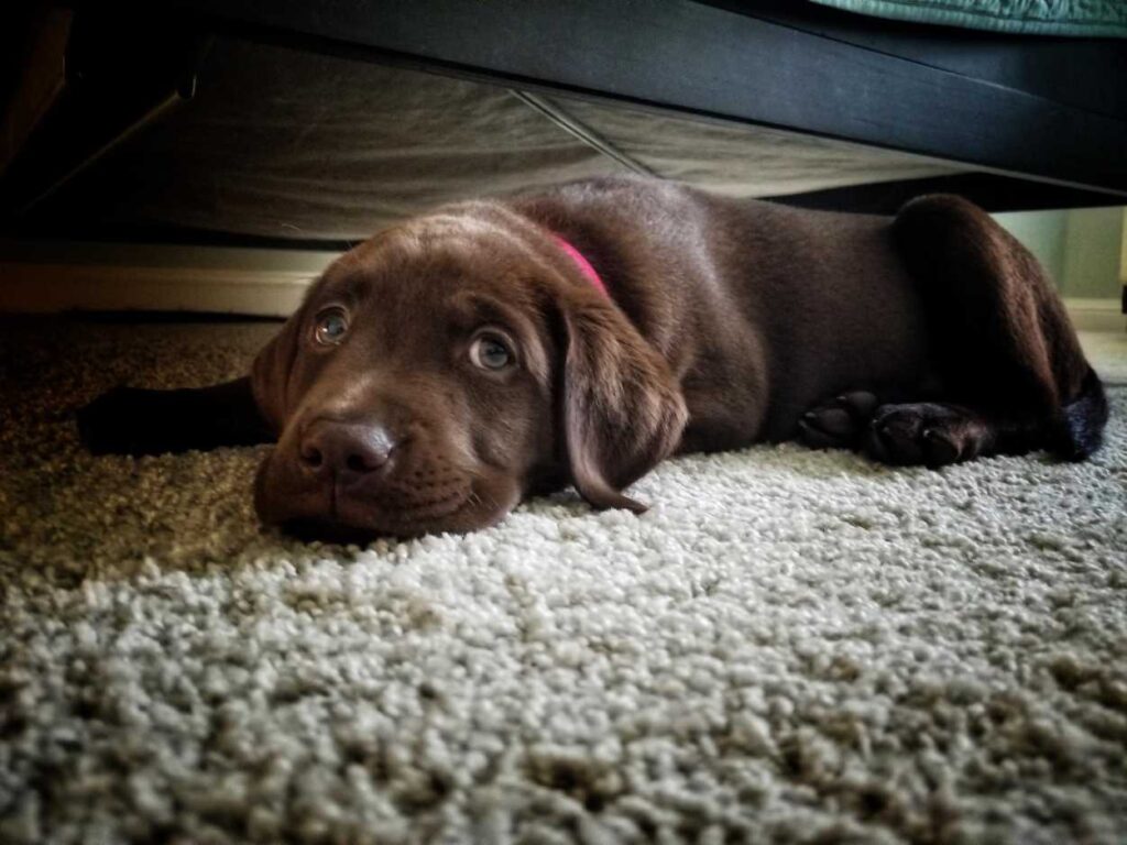 5 Reasons Why Dogs Sleep Under the Bed Labrador Wise