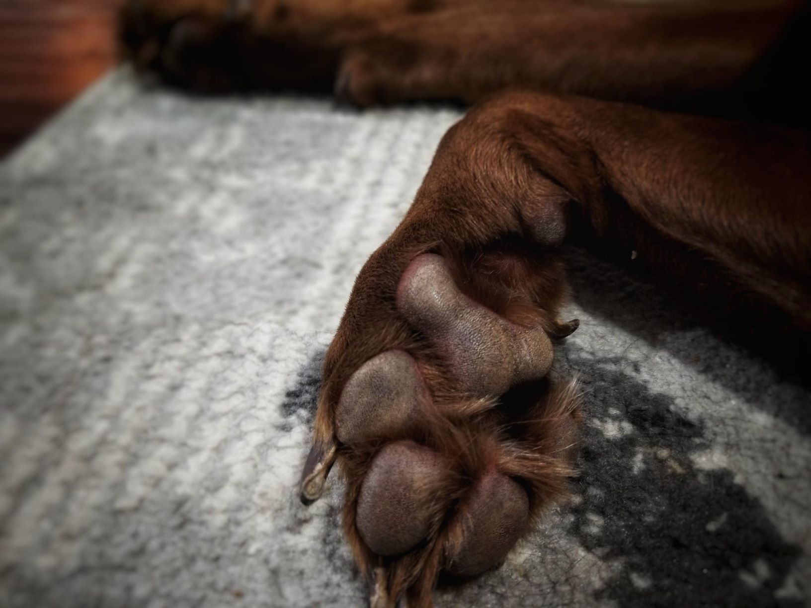 Why Do Labradors Have bed Feet? Labrador Wise