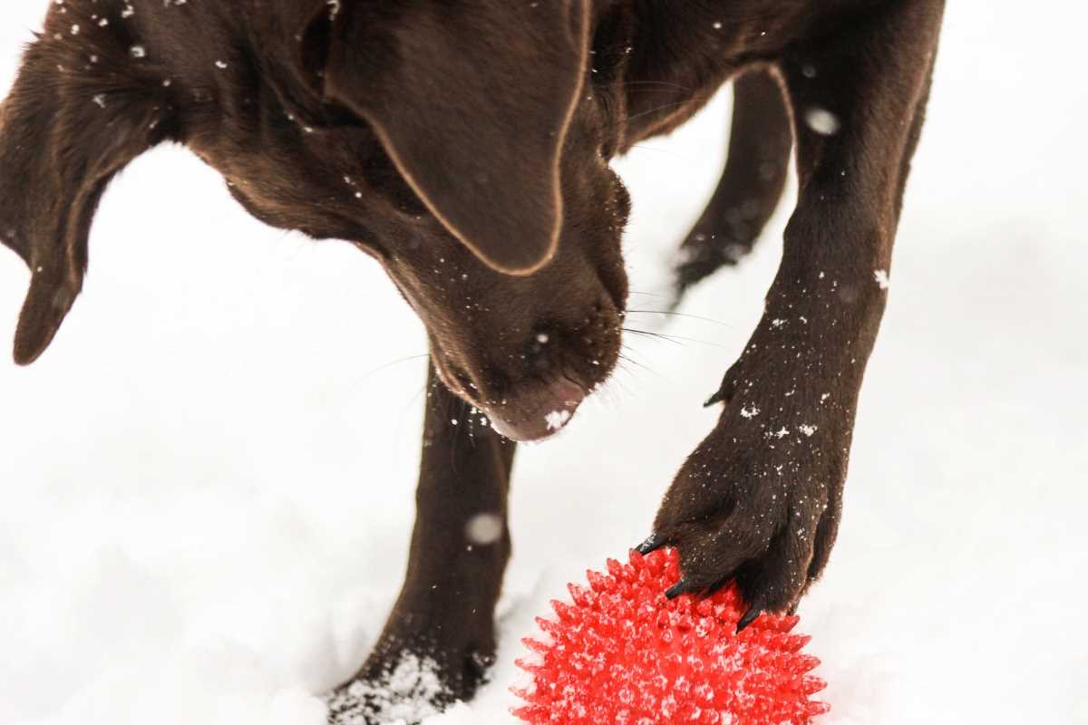 Why Do Dogs Dig Holes? How to Stop Lab Digging Labrador Wise