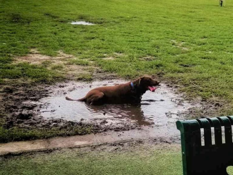 Why Do Dogs Dig Holes? How to Stop Lab Digging Labrador Wise