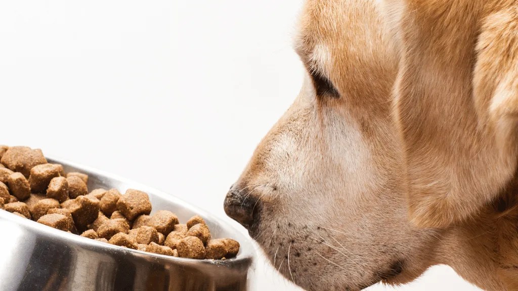 How Often To Feed Your Labrador (Expert Guide) LabraJoy