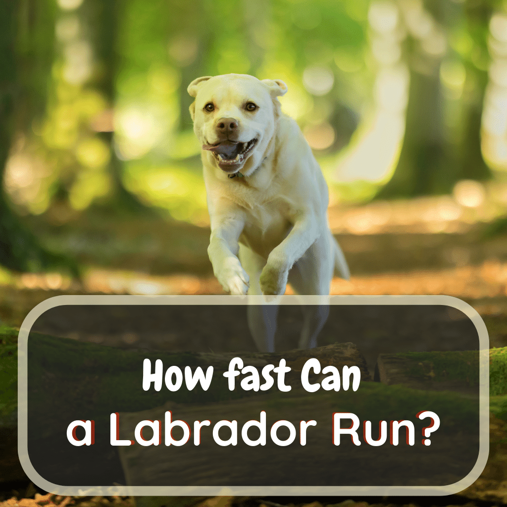 How Fast Can A Labrador Run LabraJoy