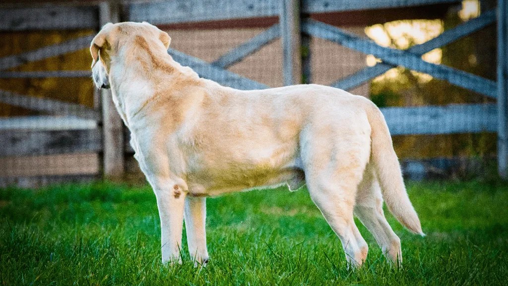 Champagne Labrador Everything You Need To Know LabraJoy