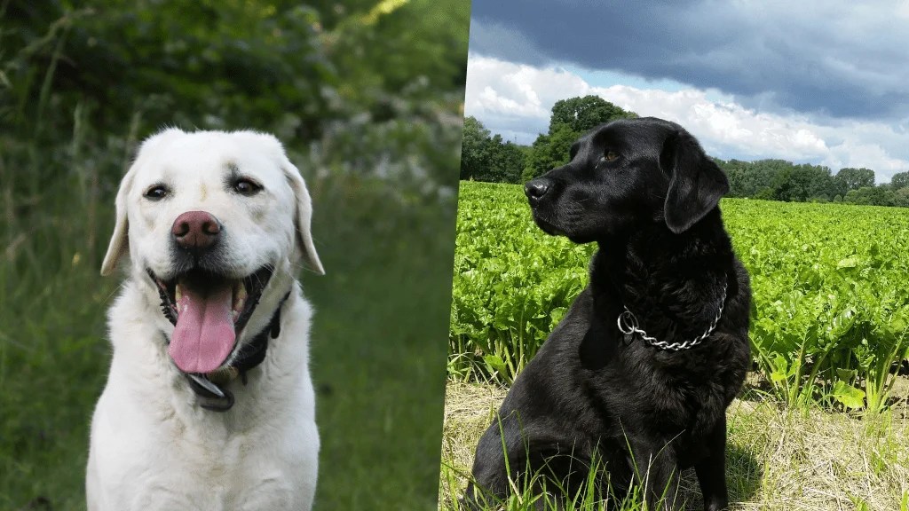 English Vs Field Labrador A Comprehensive Guide LabraJoy