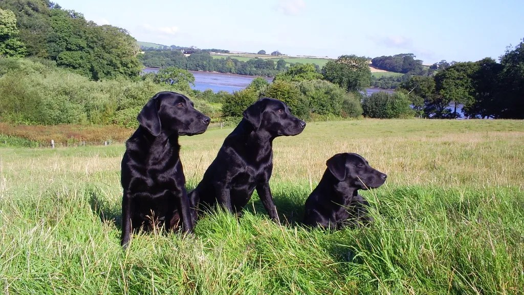 English Vs Field Labrador A Comprehensive Guide LabraJoy