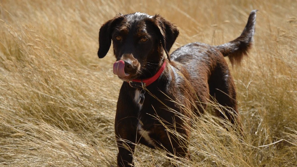 Labrador Tail Anatomy, Types, And Care Guide LabraJoy