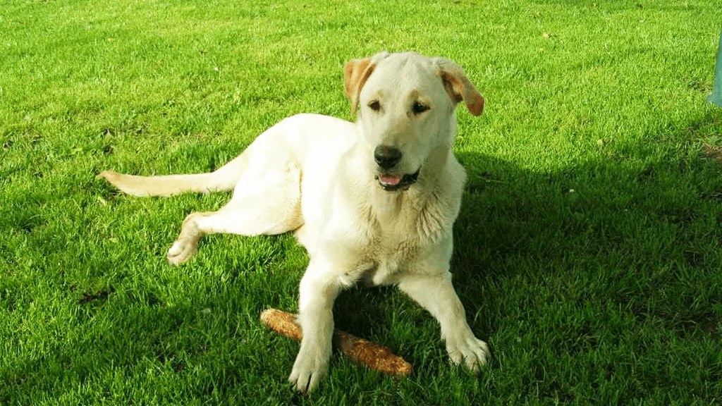 Labrador Tail Anatomy, Types, And Care Guide LabraJoy