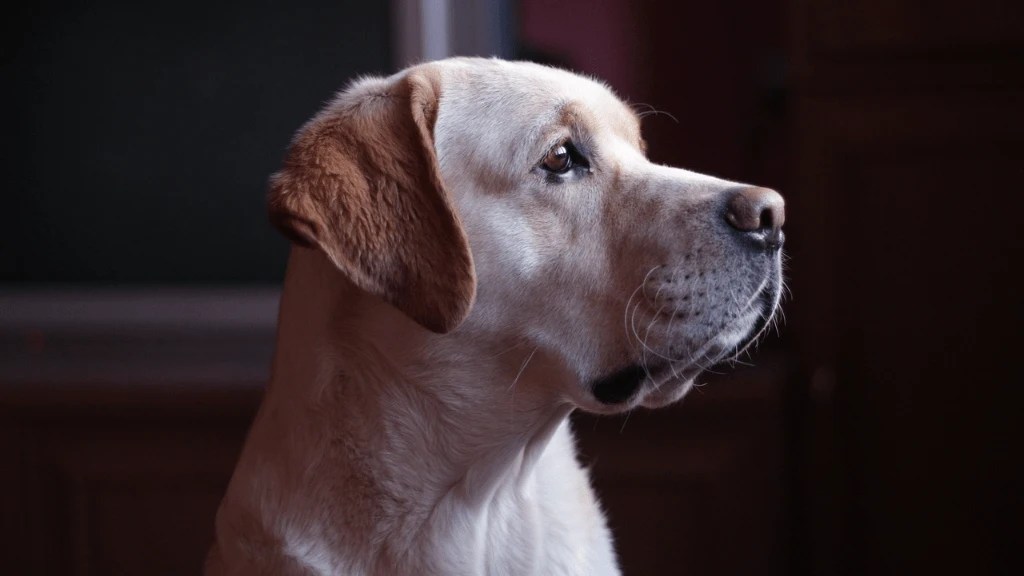 Labrador Ears Everything You Need To Know LabraJoy