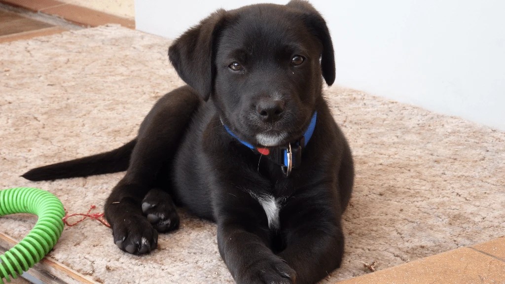 How To Raise A Lab Puppy While Working Full Time LabraJoy