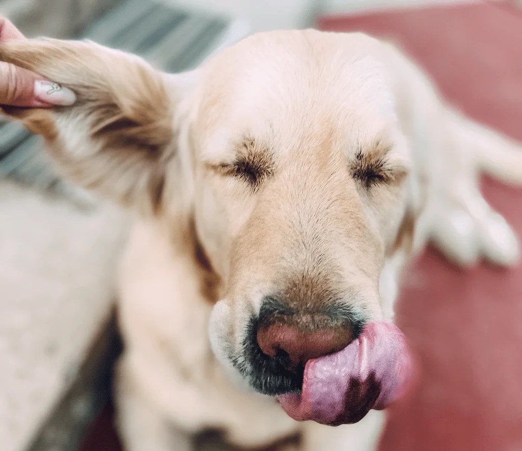 Labrador Ears Everything You Need To Know LabraJoy