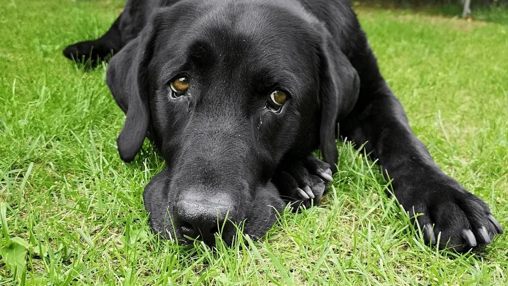 How To Calm An Anxious Labrador LabraJoy