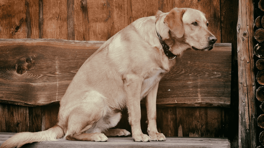 Growth Guide When Do Labradors Stop Growing? LabraJoy