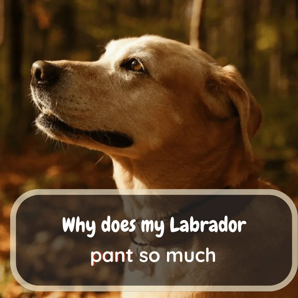 Is Your Labrador Panting Too Much? Guide) LabraJoy