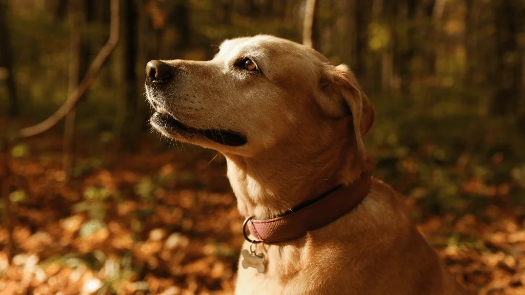 Is Your Labrador Panting Too Much? Guide) LabraJoy