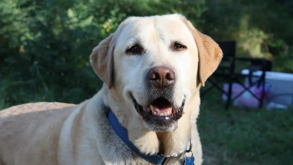 Are Labradors Aggressive Breed LabraJoy