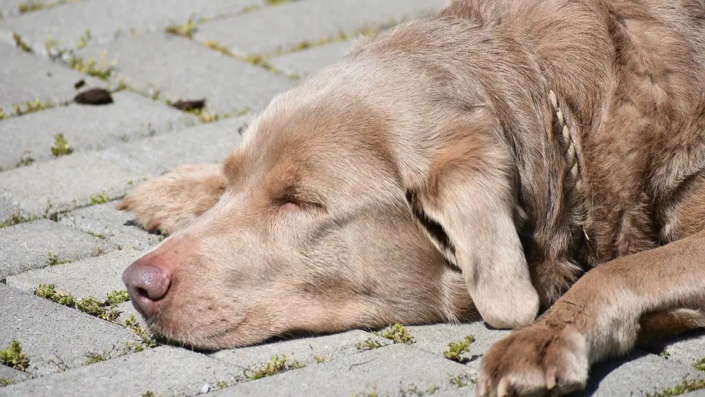 Uncover Dog Sleep Why Labradors Sleep So Much LabraJoy