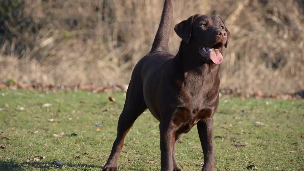 Are Labradors Aggressive Breed LabraJoy