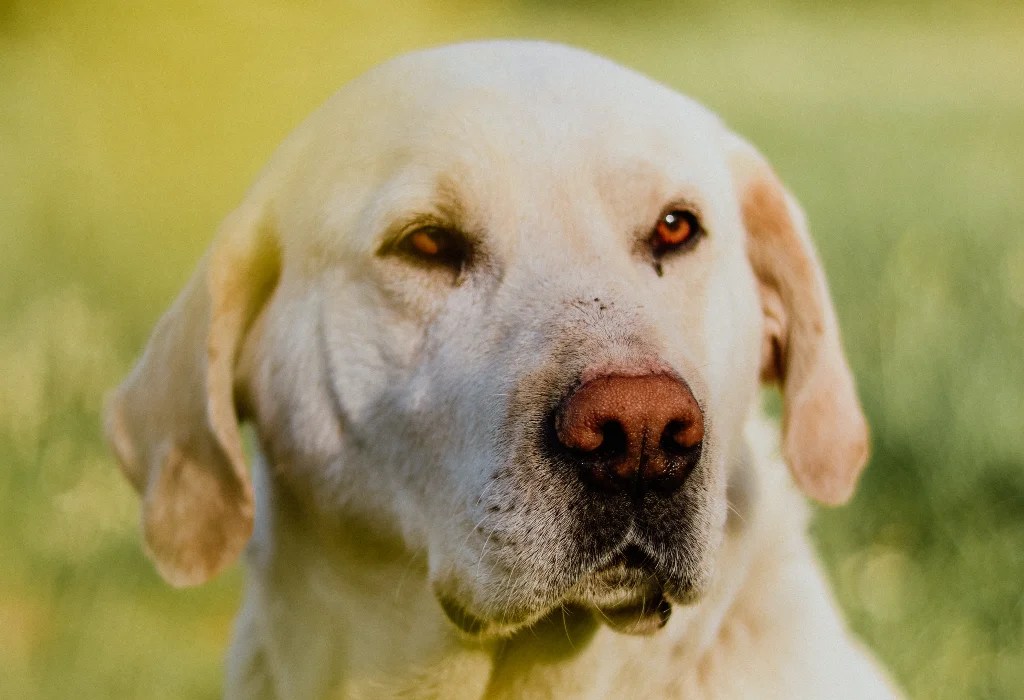 Dudley Lab The Rare Labrador With A Pink Nose LabraJoy