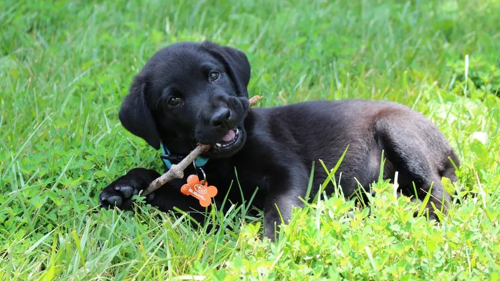 Labrador Lifespan How Long Do Labs Live? LabraJoy