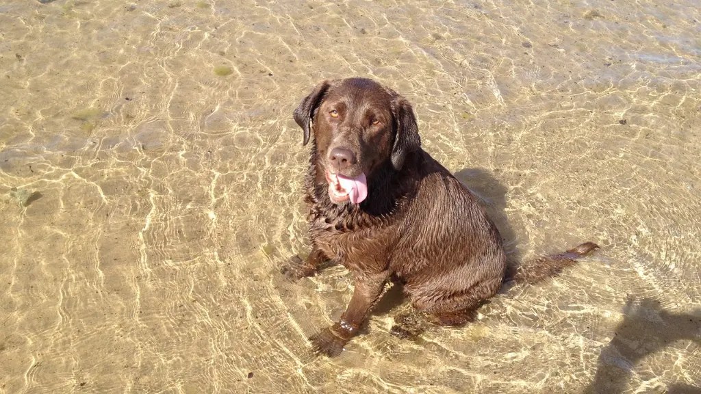 How Often Should You Bathe A Labrador LabraJoy