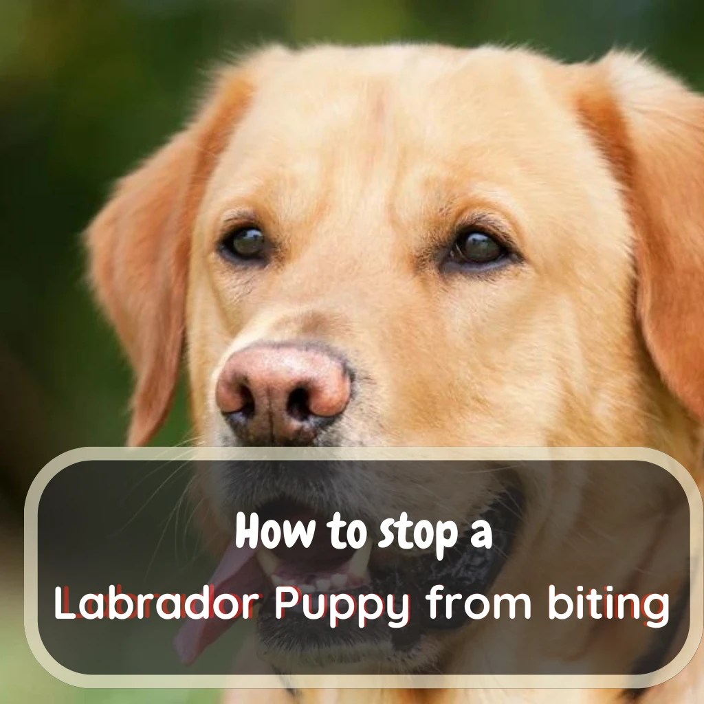 How To Stop A Labrador Puppy From Biting LabraJoy