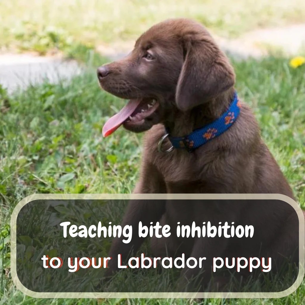 How To Stop Lab Puppies To Bite So Much? (Pro Tips)