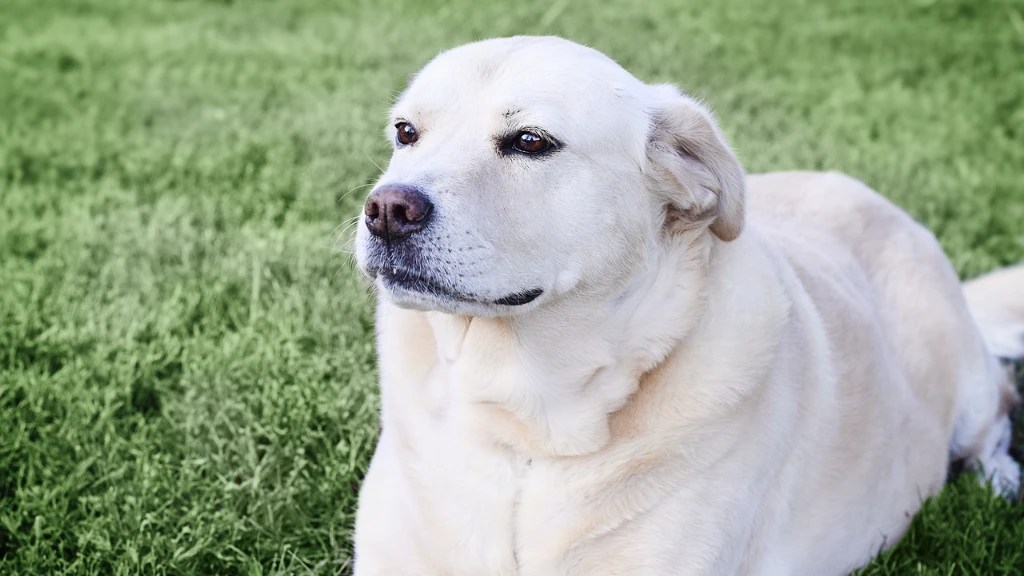 Labrador Heat Cycle The Complete Guide LabraJoy