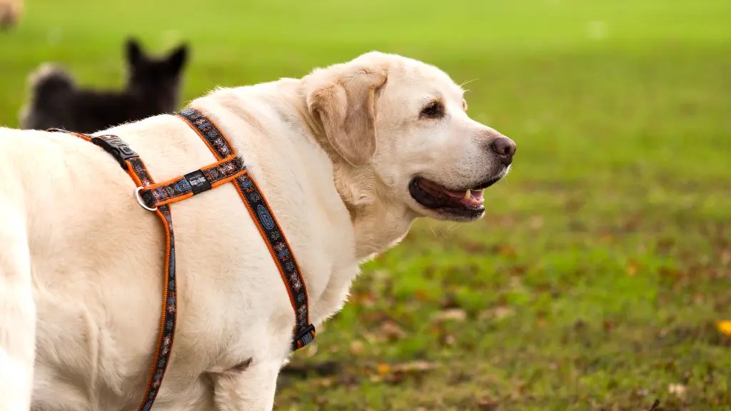 Labrador Harness Guide Comfort & Control LabraJoy