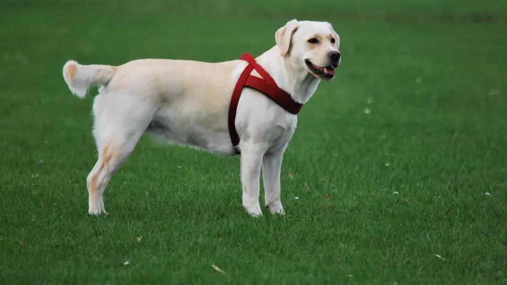 Labrador Harness Guide Comfort & Control LabraJoy