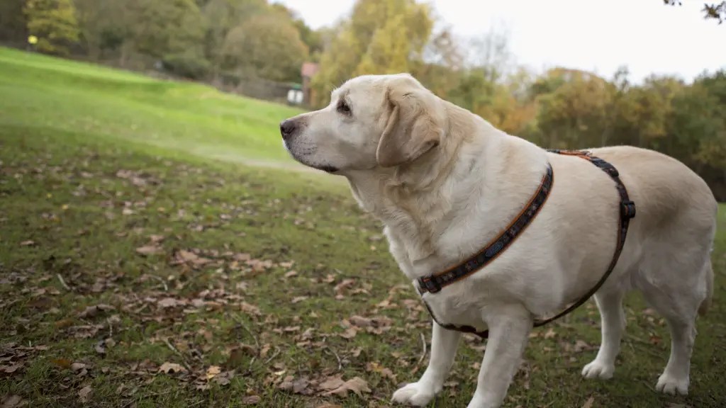 LabradorAspin Mix Best Of Both Breeds LabraJoy