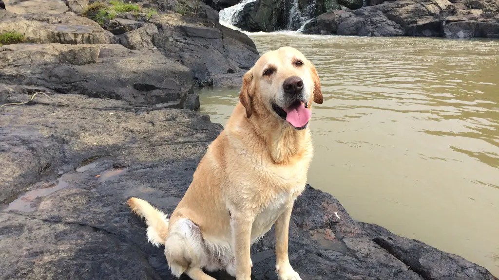 LabradorAspin Mix Best Of Both Breeds LabraJoy