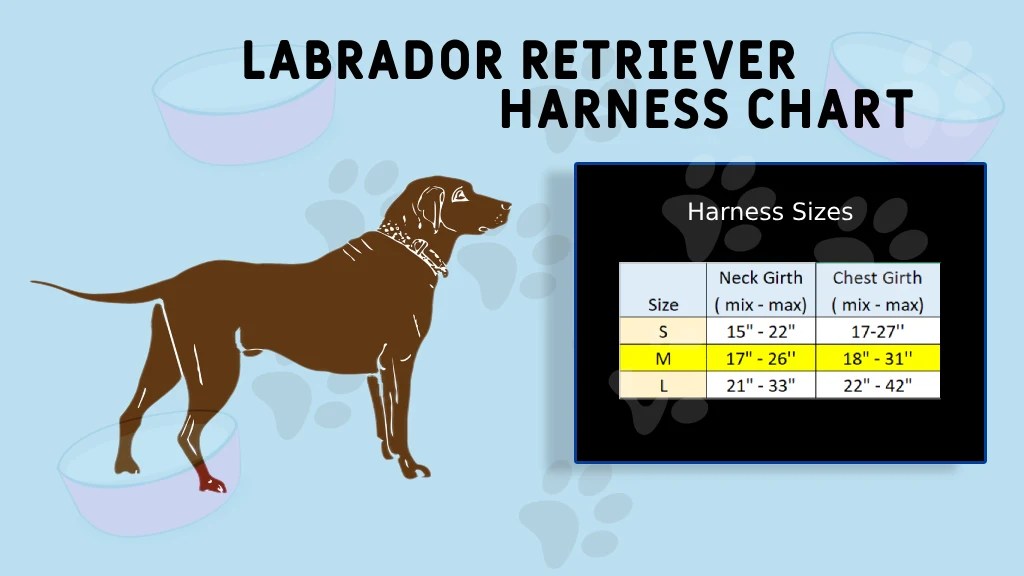 Labrador Harness Guide Comfort & Control LabraJoy