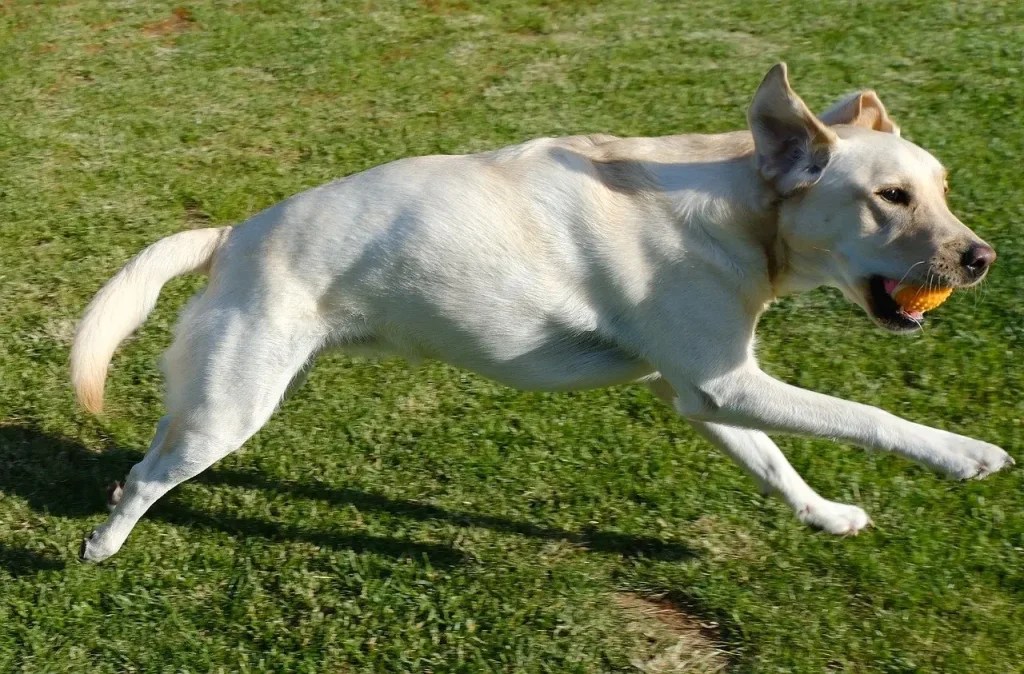 Intelligence Of Labradors How Smart Are They? Labra Joy