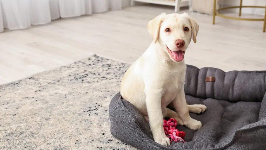 7 Best Dog Beds For Labs In 2023 LabraJoy