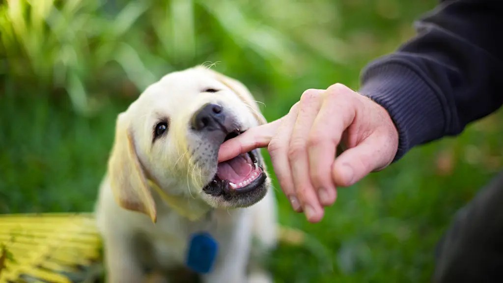 How Strong Is A Labrador Retriever's Bite Force? LabraJoy