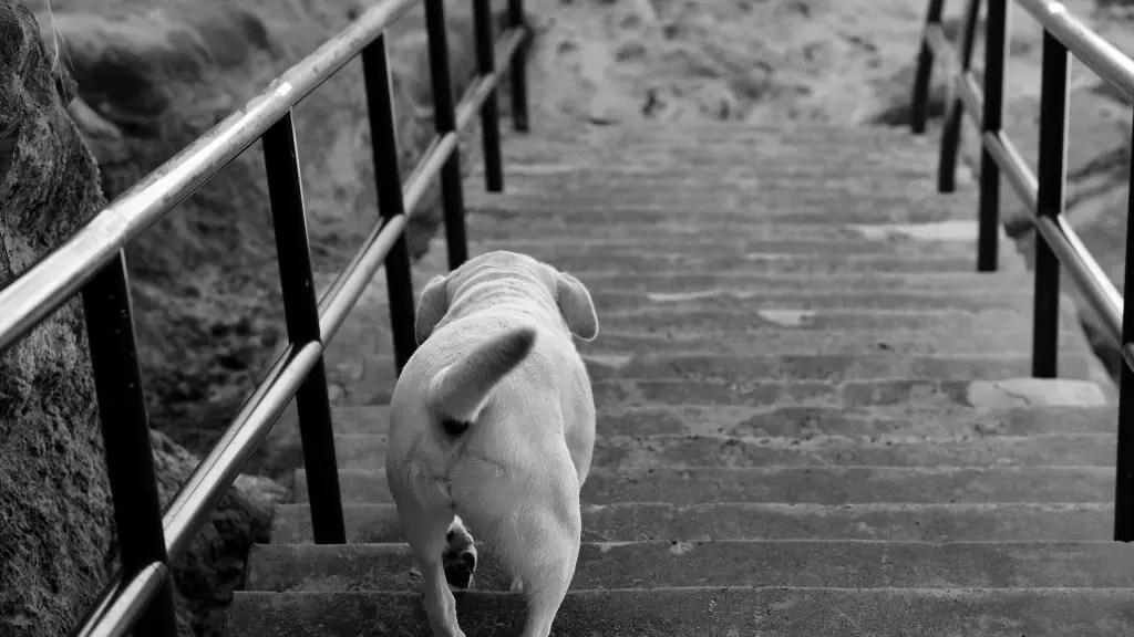 Labrador Tail Anatomy, Types, And Care Guide LabraJoy