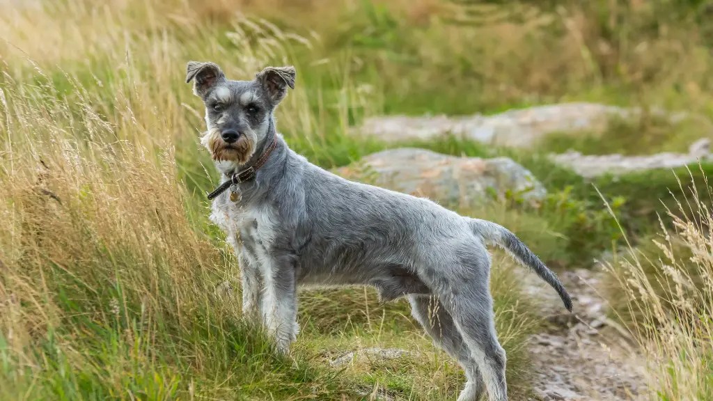Discover The World Of Schnauzer Lab Mix LabraJoy