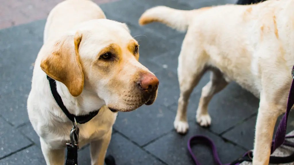 Labrador Retriever Head Shape Standard & Types LabraJoy