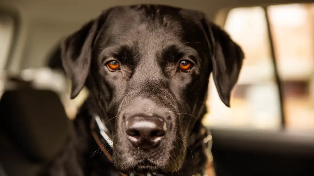 Labrador Retriever Head Shape Standard & Types LabraJoy