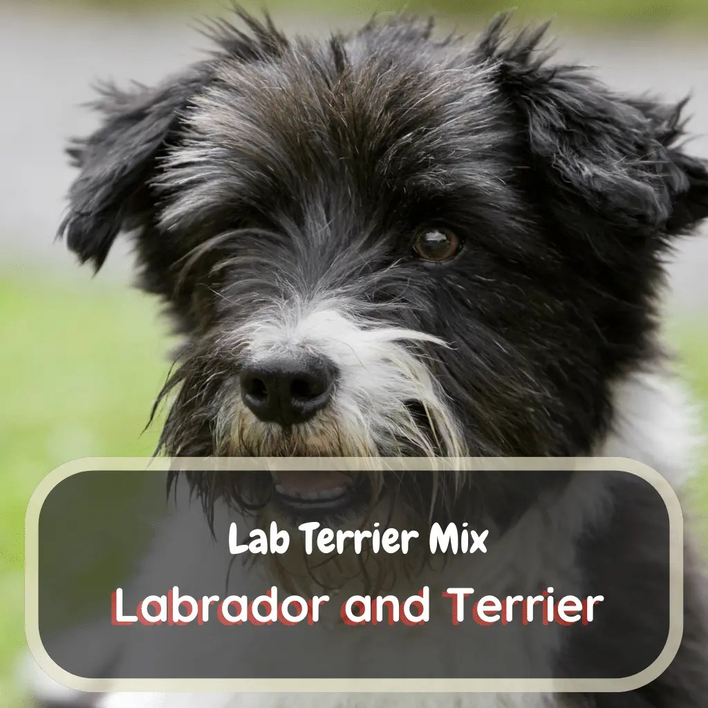 Lab Terrier Mix Breed (expectations & Tips) LabraJoy