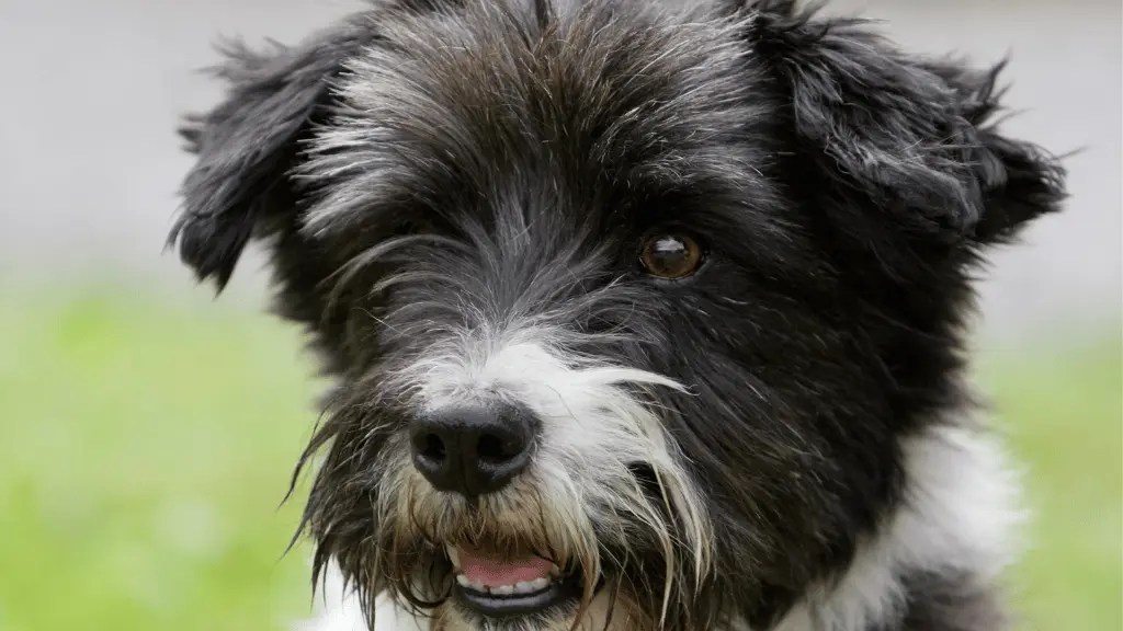 Lab Terrier Mix Breed (expectations & Tips) LabraJoy