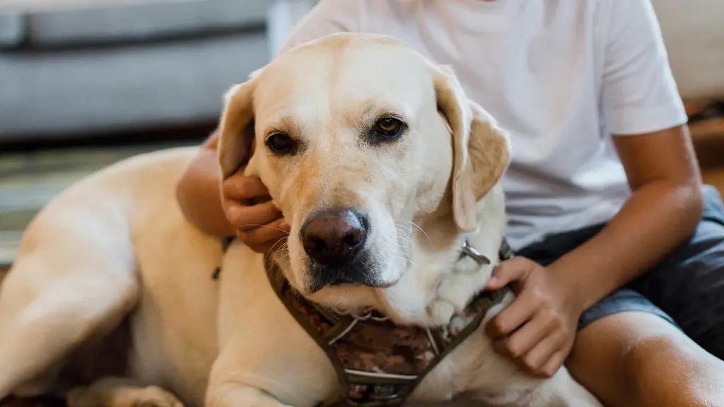 Do Labradors Like To Cuddle? Ultimate Cuddle! LabraJoy