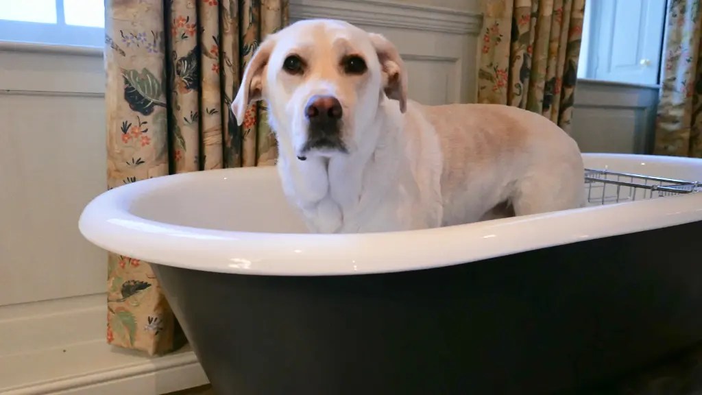 6 Best Shampoos For Labs (August 2024) LabraJoy