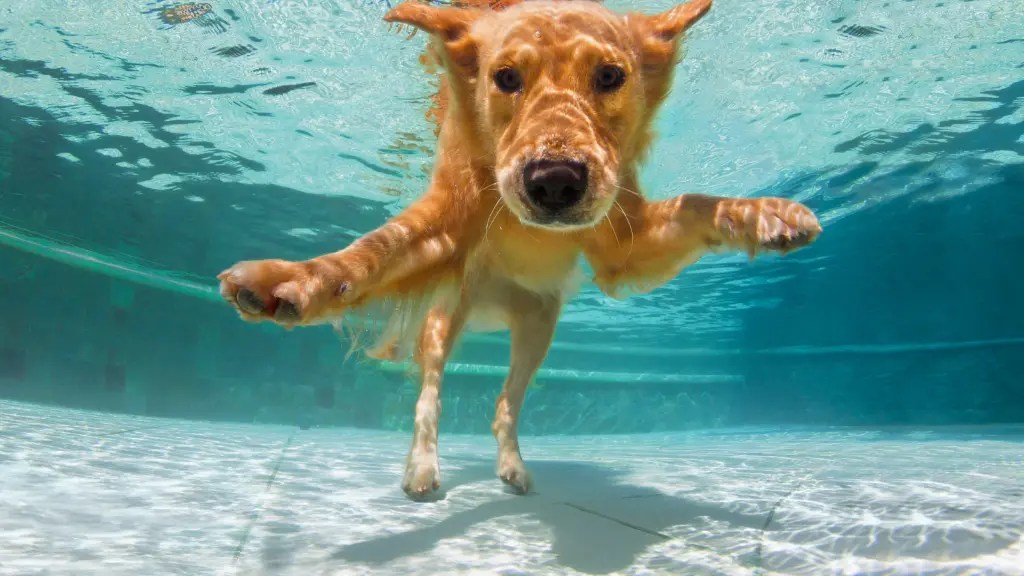 Labrador Lifespan How Long Do Labs Live? LabraJoy