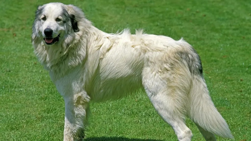 Great Pyrenees Mixed With Guide LabraJoy