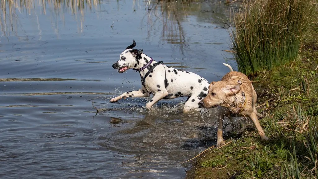 Dalmador Labrador Retriever Mixed With Dalmatian LabraJoy