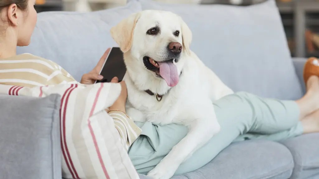 Do Labradors Like To Cuddle? Ultimate Cuddle! LabraJoy