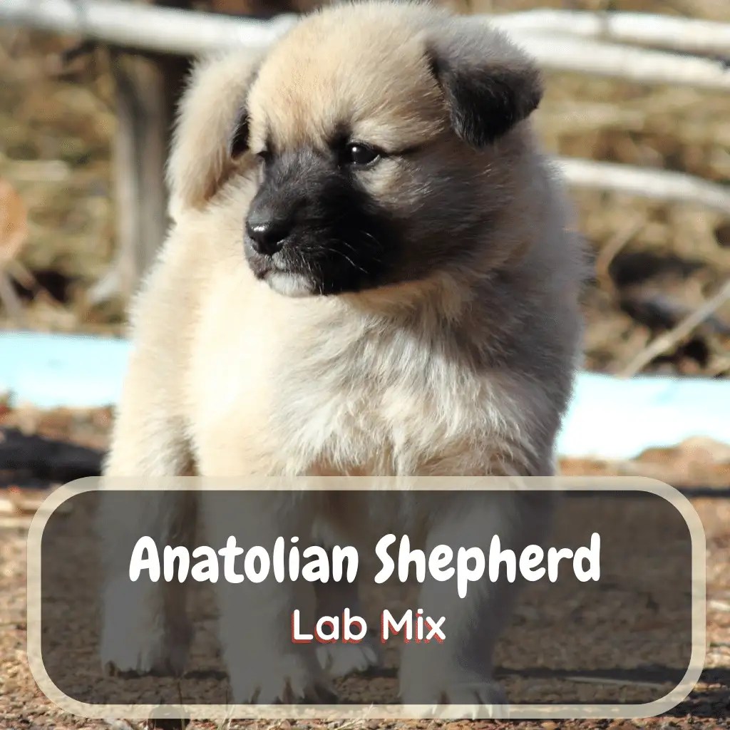 Anatolian Shepherd Lab Mix (Traits, Tips & Facts) LabraJoy